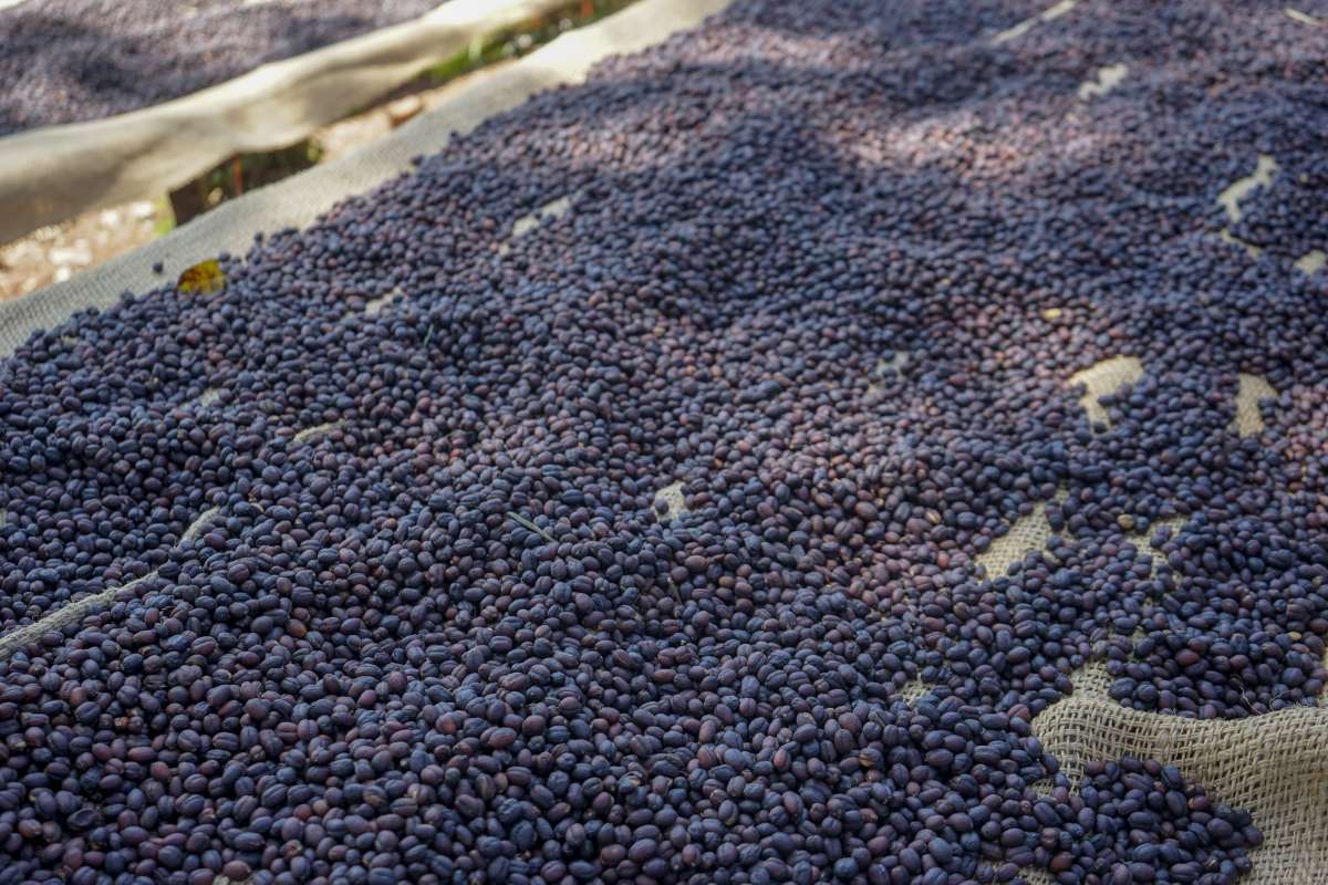 冲泡埃塞单品豆？适合新手入门的花果香浓郁的浅烘手冲咖啡豆有哪些推荐麻将胡了免费试玩埃塞俄比亚耶加雪菲与西达摩是同个咖啡产区吗？怎么(图4)